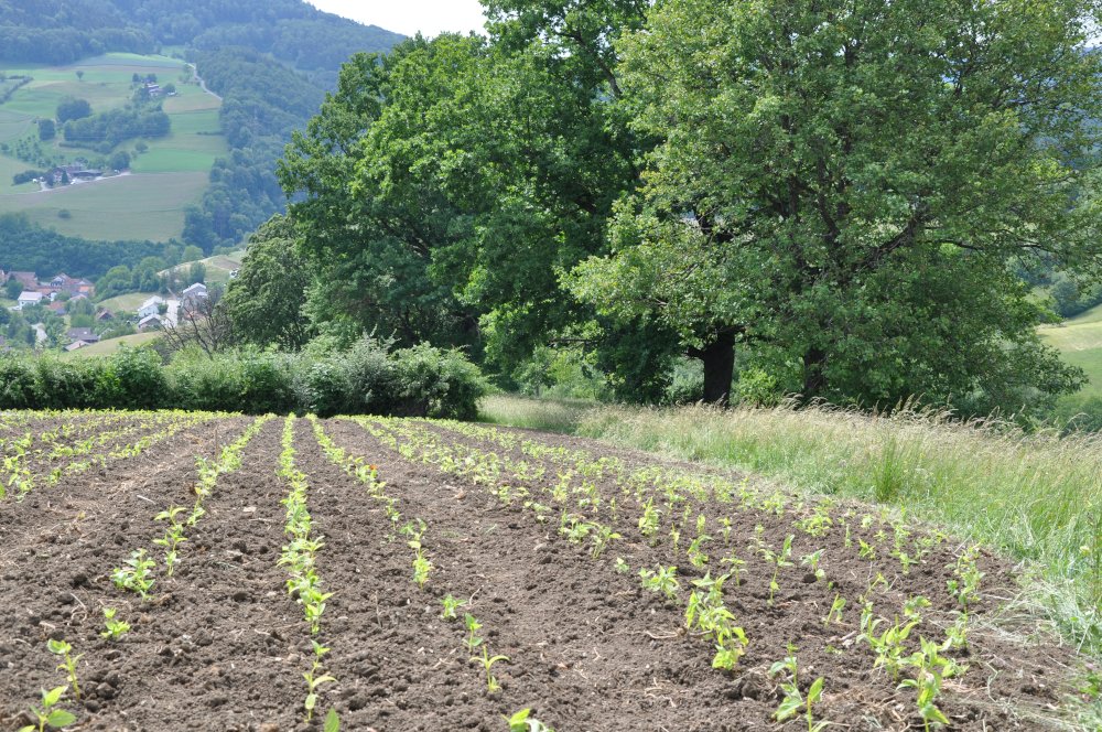 Neupflanzen der Kraeuter