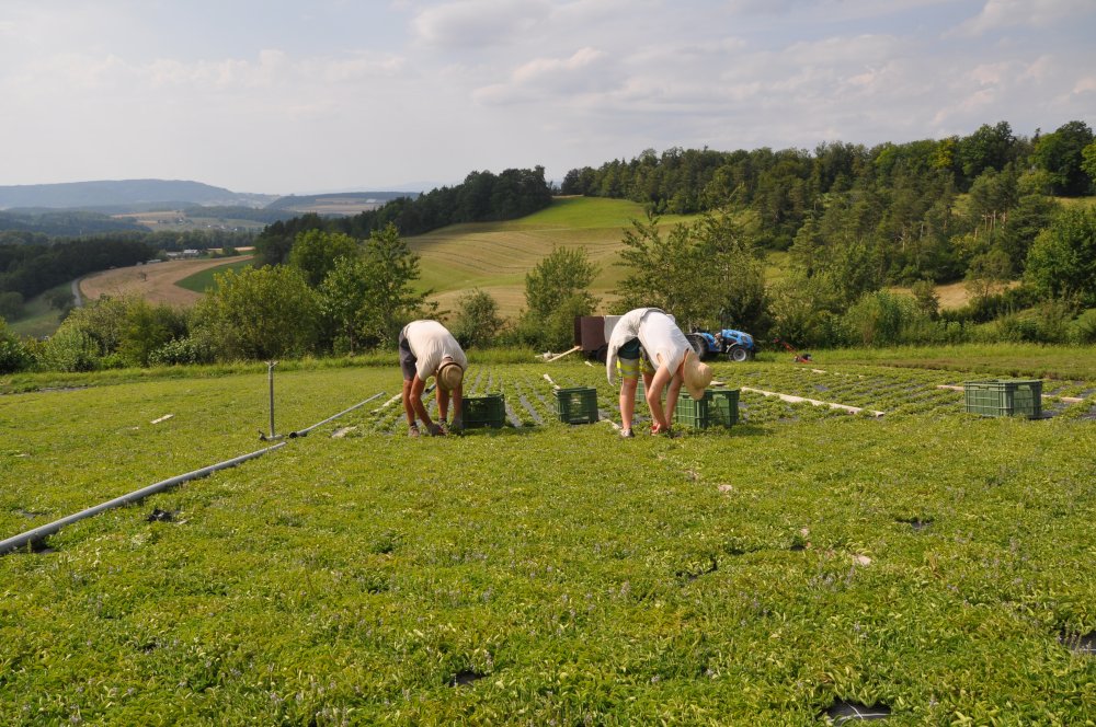 Pflege der Kraeuter